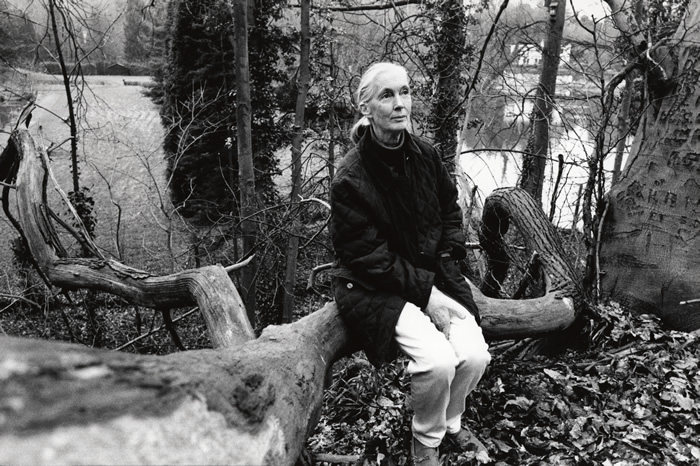 Jane Goodall, Brussels, 2001